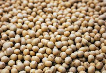 शेतकऱ्याच्या मालाला भाववाडीची स्वाभिमानी संघटनेची मागणी