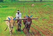 कृषि उत्पन्न बाजार समिती खामगाव आजचे बाजार भाव