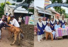 उद्यानविद्या महाविद्यालयातील कृषीकन्यांनी वडशिंगी येथे राबविले गुरांचे आरोग्य तपासणी व लसीकरण शिबिर