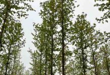 सागाची अवैध कत्तल व वाहतूक थांबवा