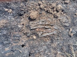 बावनबिर शिवरात गव्हाला आग लागून ठिंबक नळी खाक